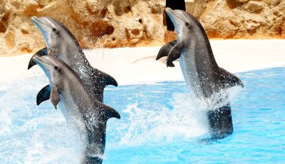 Visite de Marineland : logez à Biot Sophia Antipolis